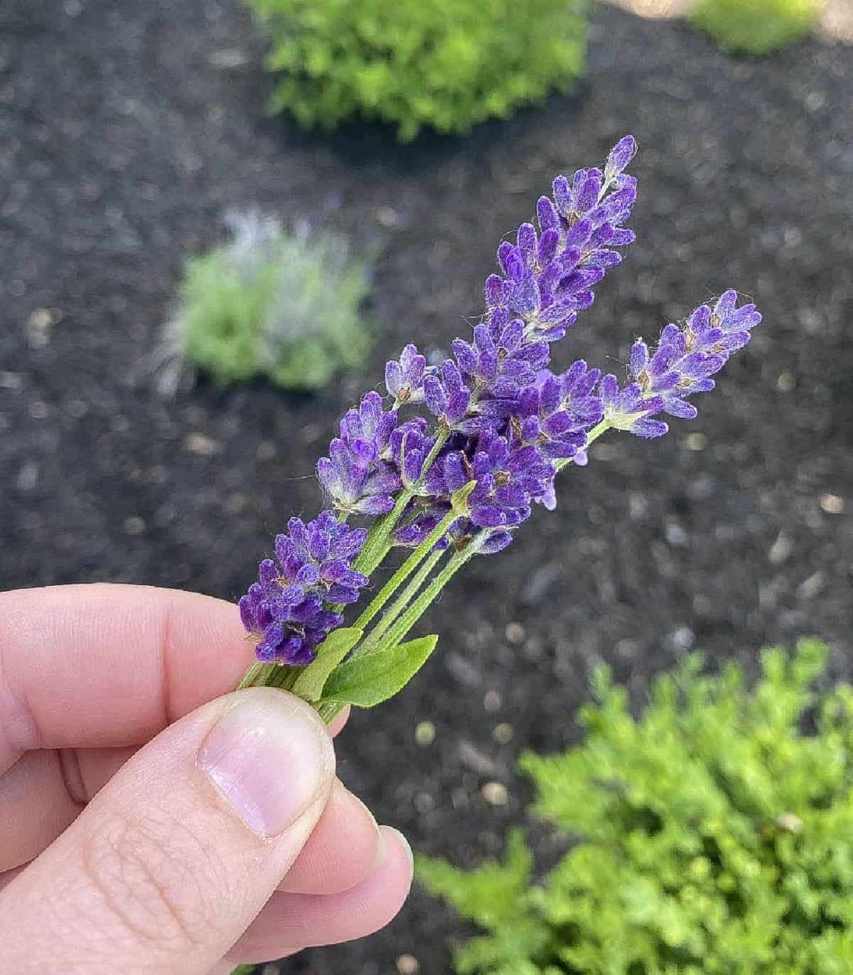 A hand holding fresh lavender flowers.